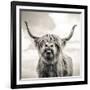 Close up portrait of Scottish Highland cattle on a farm-Mark Gemmell-Framed Photographic Print