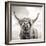 Close up portrait of Scottish Highland cattle on a farm-Mark Gemmell-Framed Premium Photographic Print