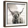 Close up portrait of Scottish Highland cattle on a farm-Mark Gemmell-Framed Premium Photographic Print