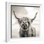 Close up portrait of Scottish Highland cattle on a farm-Mark Gemmell-Framed Premium Photographic Print