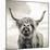 Close up portrait of Scottish Highland cattle on a farm-Mark Gemmell-Mounted Premium Photographic Print