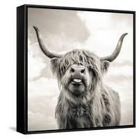 Close up portrait of Scottish Highland cattle on a farm-Mark Gemmell-Framed Stretched Canvas