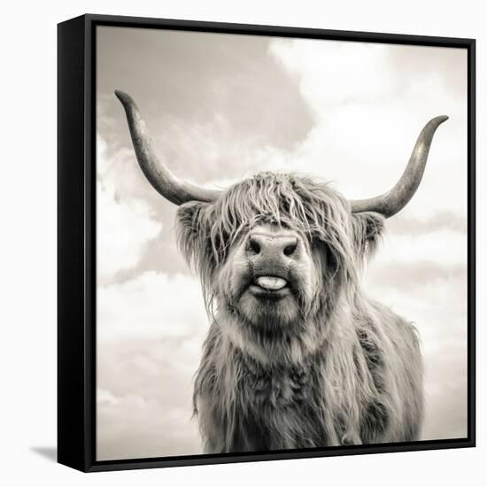 Close up portrait of Scottish Highland cattle on a farm-Mark Gemmell-Framed Stretched Canvas