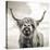 Close up portrait of Scottish Highland cattle on a farm-Mark Gemmell-Stretched Canvas