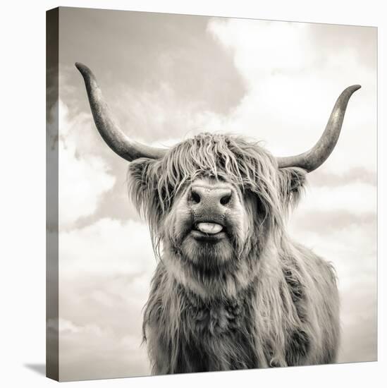 Close up portrait of Scottish Highland cattle on a farm-Mark Gemmell-Stretched Canvas