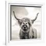 Close up portrait of Scottish Highland cattle on a farm-Mark Gemmell-Framed Photographic Print