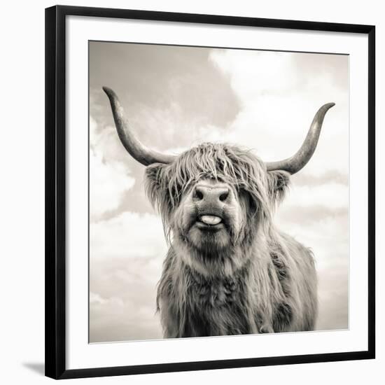 Close up portrait of Scottish Highland cattle on a farm-Mark Gemmell-Framed Photographic Print