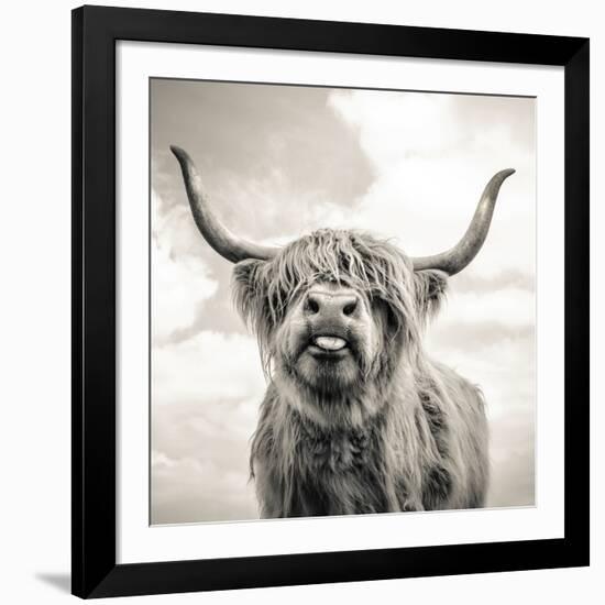 Close up portrait of Scottish Highland cattle on a farm-Mark Gemmell-Framed Photographic Print