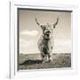 Close up portrait of Scottish Highland cattle on a farm-Mark Gemmell-Framed Photographic Print