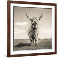 Close up portrait of Scottish Highland cattle on a farm-Mark Gemmell-Framed Photographic Print