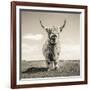 Close up portrait of Scottish Highland cattle on a farm-Mark Gemmell-Framed Photographic Print