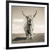 Close up portrait of Scottish Highland cattle on a farm-Mark Gemmell-Framed Photographic Print