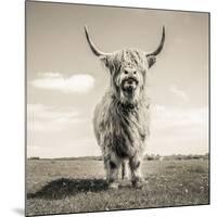 Close up portrait of Scottish Highland cattle on a farm-Mark Gemmell-Mounted Photographic Print