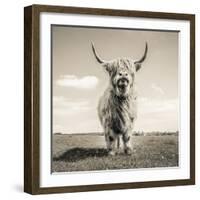 Close up portrait of Scottish Highland cattle on a farm-Mark Gemmell-Framed Photographic Print