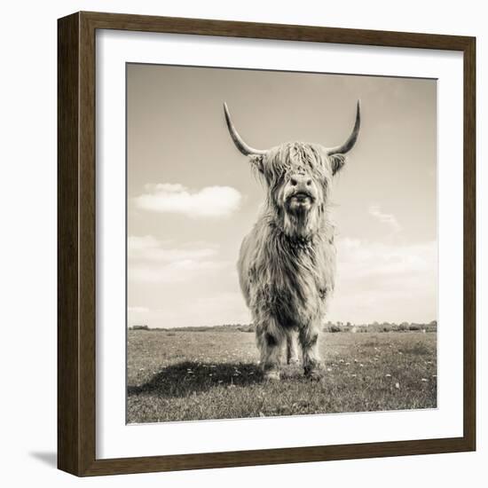 Close up portrait of Scottish Highland cattle on a farm-Mark Gemmell-Framed Photographic Print