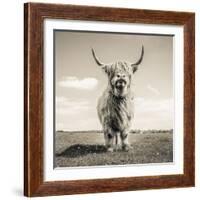 Close up portrait of Scottish Highland cattle on a farm-Mark Gemmell-Framed Photographic Print