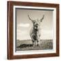 Close up portrait of Scottish Highland cattle on a farm-Mark Gemmell-Framed Photographic Print