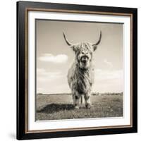 Close up portrait of Scottish Highland cattle on a farm-Mark Gemmell-Framed Photographic Print