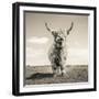 Close up portrait of Scottish Highland cattle on a farm-Mark Gemmell-Framed Photographic Print