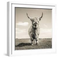 Close up portrait of Scottish Highland cattle on a farm-Mark Gemmell-Framed Photographic Print