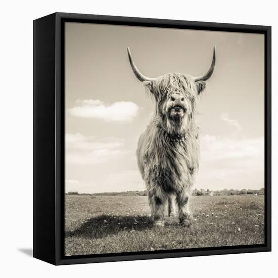 Close up portrait of Scottish Highland cattle on a farm-Mark Gemmell-Framed Stretched Canvas