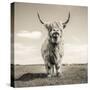 Close up portrait of Scottish Highland cattle on a farm-Mark Gemmell-Stretched Canvas