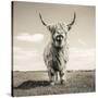 Close up portrait of Scottish Highland cattle on a farm-Mark Gemmell-Stretched Canvas