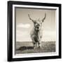 Close up portrait of Scottish Highland cattle on a farm-Mark Gemmell-Framed Photographic Print