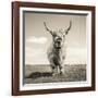 Close up portrait of Scottish Highland cattle on a farm-Mark Gemmell-Framed Photographic Print