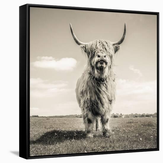 Close up portrait of Scottish Highland cattle on a farm-Mark Gemmell-Framed Stretched Canvas