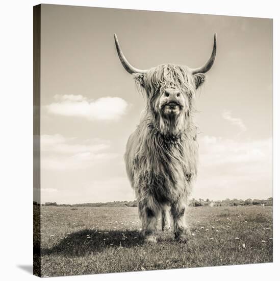 Close up portrait of Scottish Highland cattle on a farm-Mark Gemmell-Stretched Canvas