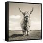 Close up portrait of Scottish Highland cattle on a farm-Mark Gemmell-Framed Stretched Canvas