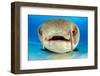 Close up portrait of the face of a Nurse shark resting on the sand in shallow water, Bahamas-Alex Mustard-Framed Photographic Print