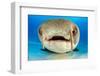 Close up portrait of the face of a Nurse shark resting on the sand in shallow water, Bahamas-Alex Mustard-Framed Photographic Print