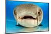 Close up portrait of the face of a Nurse shark resting on the sand in shallow water, Bahamas-Alex Mustard-Mounted Photographic Print