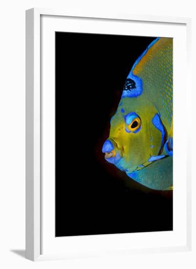 Close-Up Queen Angelfish.-Stephen Frink-Framed Photographic Print