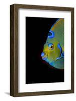 Close-Up Queen Angelfish.-Stephen Frink-Framed Photographic Print