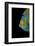 Close-Up Queen Angelfish.-Stephen Frink-Framed Photographic Print