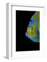 Close-Up Queen Angelfish.-Stephen Frink-Framed Photographic Print