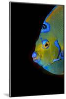 Close-Up Queen Angelfish.-Stephen Frink-Mounted Photographic Print