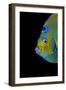 Close-Up Queen Angelfish.-Stephen Frink-Framed Photographic Print