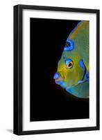 Close-Up Queen Angelfish.-Stephen Frink-Framed Photographic Print