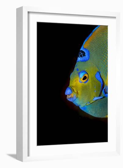 Close-Up Queen Angelfish.-Stephen Frink-Framed Photographic Print