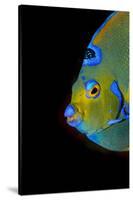 Close-Up Queen Angelfish.-Stephen Frink-Stretched Canvas