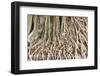 Close up Root of Banyan Tree-kungverylucky-Framed Photographic Print