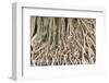 Close up Root of Banyan Tree-kungverylucky-Framed Photographic Print