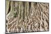 Close up Root of Banyan Tree-kungverylucky-Mounted Photographic Print