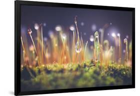 Close-Up Shot of Morning Dewdrops on Moss-Cristinagonzalez-Framed Photographic Print