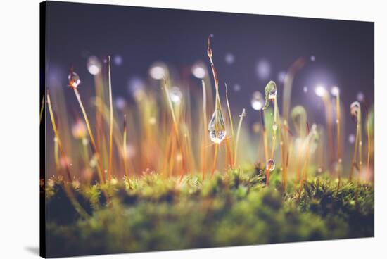 Close-Up Shot of Morning Dewdrops on Moss-Cristinagonzalez-Stretched Canvas