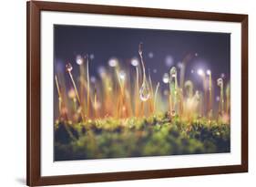 Close-Up Shot of Morning Dewdrops on Moss-Cristinagonzalez-Framed Photographic Print